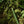 Tom's Studio The Wren Refillable Pen in Botanica